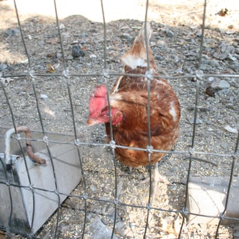 Pennings Orchard - Chicken - Fruits & Veggies Near Me - Warwick, New York