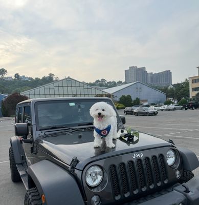 Auto Diagnostics & Repair Service