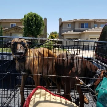 Allen's Pet Resort - On our way to Allen's Pet Resort! - Pet Training Near Me - Lodi, California