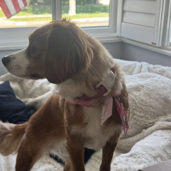 Happy Spa Dogs Mobile Grooming - Pet Groomers Near Me