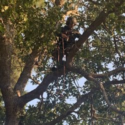 Beastmode Tree Service
