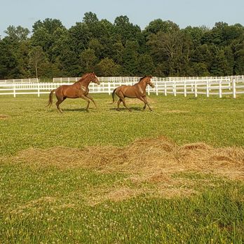 Dream On Farm - Frolicking ponies in the pastures! - Horseback Riding Near Me - Columbia Station, Ohio Dream On Farm - Frolicking ponies in the pastures! - Horseback Riding Near Me - Columbia Station, Ohio