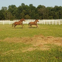 Dream On Farm - Frolicking ponies in the pastures!