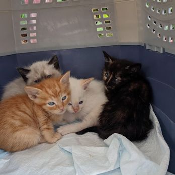 Cheap Shots Pet Clinic - 4 kittens waiting for vaccines to get them ready for adoption day - Veterinarians Near Me - San Leandro, California Cheap Shots Pet Clinic - 4 kittens waiting for vaccines to get them ready for adoption day - Veterinarians Near Me - San Leandro, California