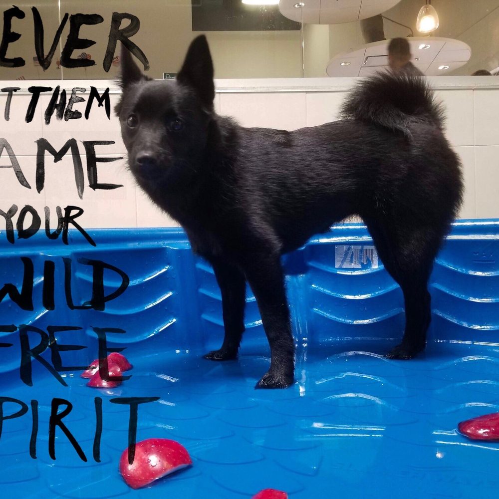 Wag Hotels - Carson - River song on a bobbing for apple all day play day - Pet Training Near Me - Carson, California Wag Hotels - Carson - River song on a bobbing for apple all day play day - Pet Training Near Me - Carson, California