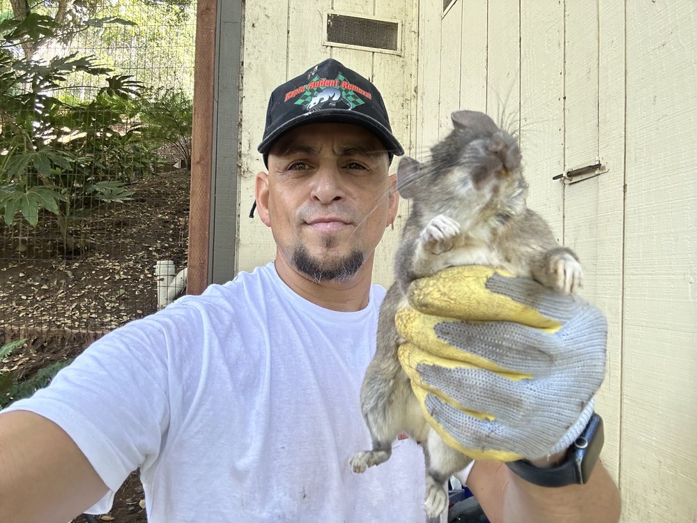 RAPID RODENT REMOVAL 900 Photos & 402 Reviews San Jose, California