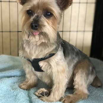 Bark Avenue - Harley after - Pet Groomers Near Me Bark Avenue - Harley after - Pet Groomers Near Me