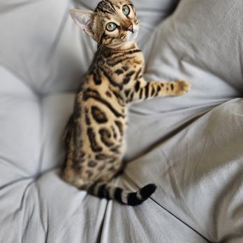 Shebas Bengals - Baby girl - Pet Breeders Near Me Shebas Bengals - Baby girl - Pet Breeders Near Me