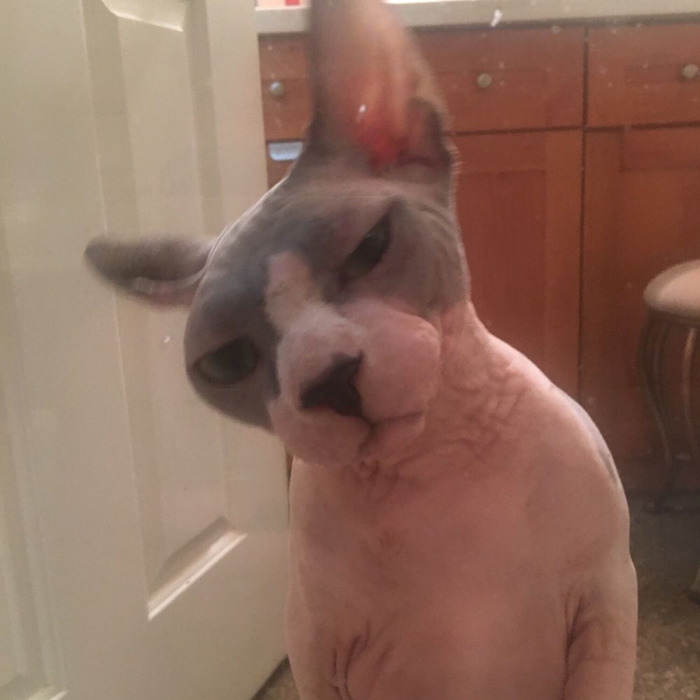Barenuddles Sphynx - Pet Breeders Near Me - San Marcos, California