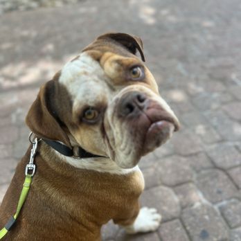 Mirabeau - Dogs are welcome on the outdoor patio - Coffee & Tea Near Me - Rockville, Maryland Mirabeau - Dogs are welcome on the outdoor patio - Coffee & Tea Near Me - Rockville, Maryland