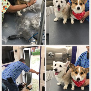 Happy Paws & Wagging Tails - Pet Groomers Near Me Happy Paws & Wagging Tails - Pet Groomers Near Me