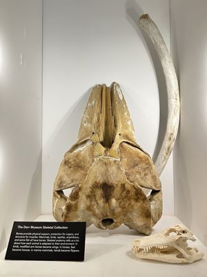 George B. Dorr Museum of Natural History by null