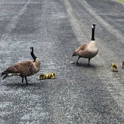 Ashley Reservoir - Canada Geese become aggressive around their young, speaking a little French helps!