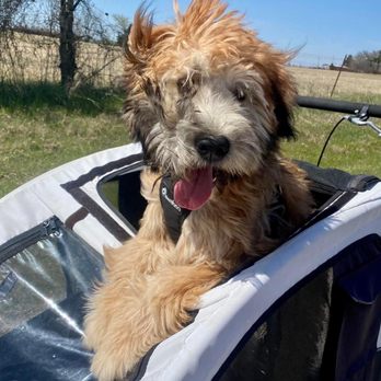 PlayStayTion Pet Resort & Training - Pet Groomers Near Me - Sadler, Texas