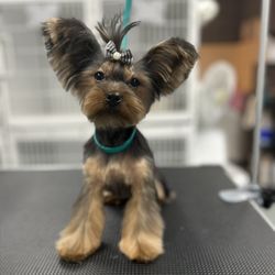 Golden Paw Dog Grooming - After! Yorkshire Terrier. Asian Freestyle type of haircut!!!