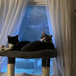 Keller's Kats Rescue Inc.