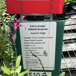 Frank's Perennial Border