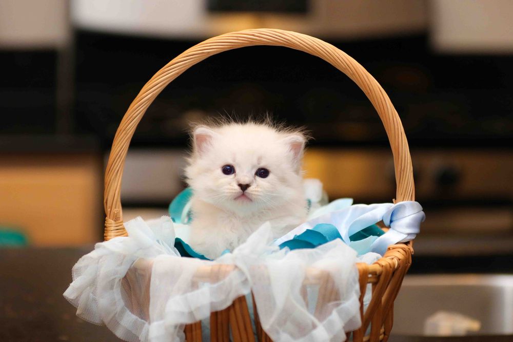 Virginia Kittens