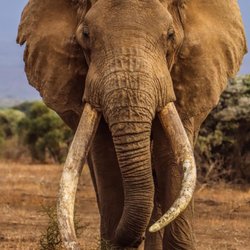 AFE Adventures - Spend time with big tuskers!