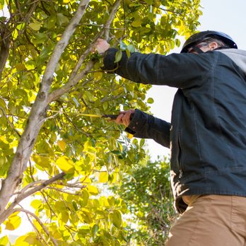 Seattle Tree Consulting - www.seattletreeconsulting.com - Tree Services Near Me - Seattle, Washington Seattle Tree Consulting - www.seattletreeconsulting.com - Tree Services Near Me - Seattle, Washington