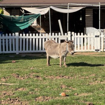 Carl's Damaged Pet Warehouse - Local Flavor Near Me - Gilbert, Arizona