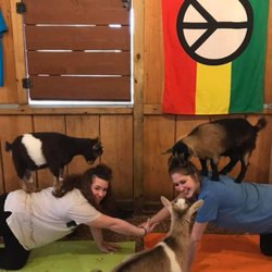 Goat Yoga Georgia - Goat Yoga inside our large barn! No rain cancellations! We have you covered!
