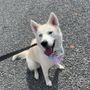 Photo of Second Chance Dog Grooming