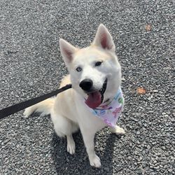 Second Chance Dog Grooming - Post-Grooming