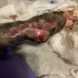 Paw Paw