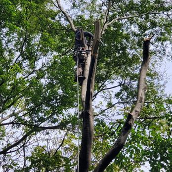 M and G Tree Service - Tree Services Near Me M and G Tree Service - Tree Services Near Me