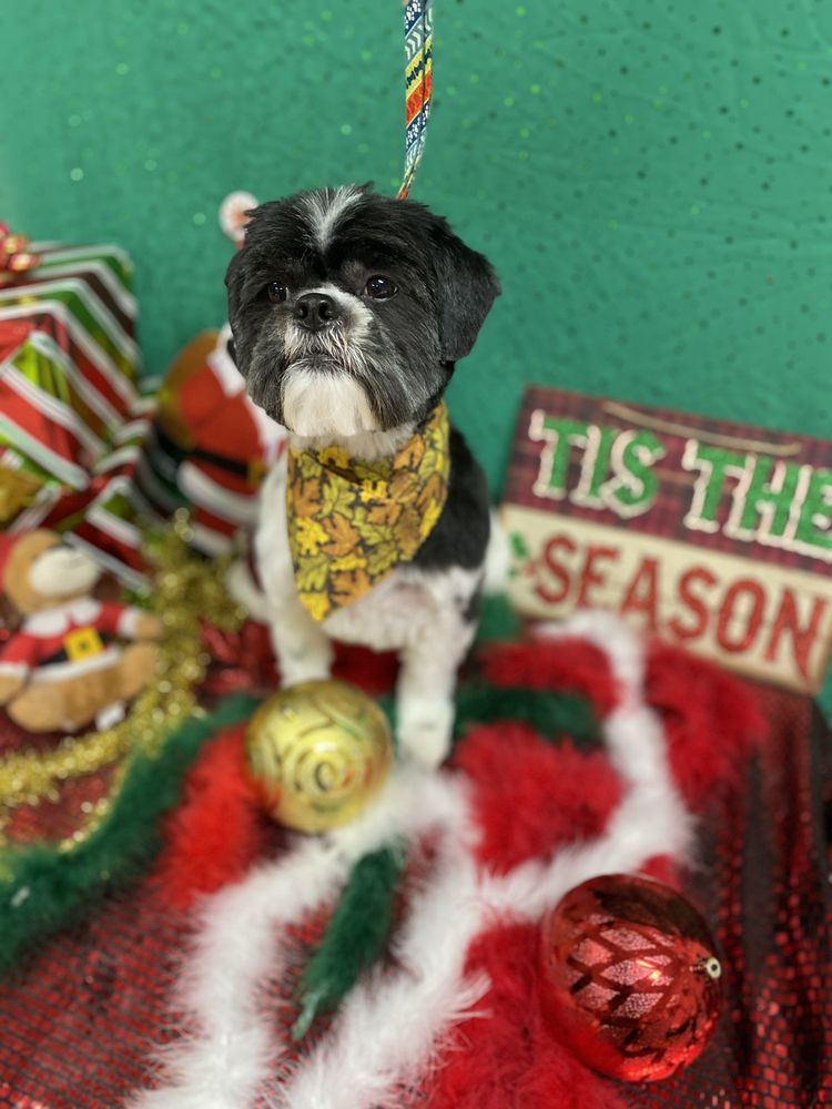 TOP DOG GROOMING SALON Updated July 2024 184 Photos & 14 Reviews