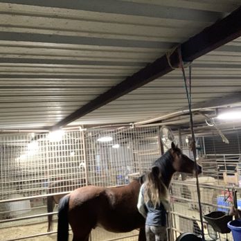 Wildcat Ranch - Loving on Fangio while cleaning stalls - Horseback Riding Near Me - Phoenix, Arizona