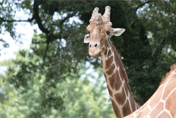 Woodland Park Zoo by null