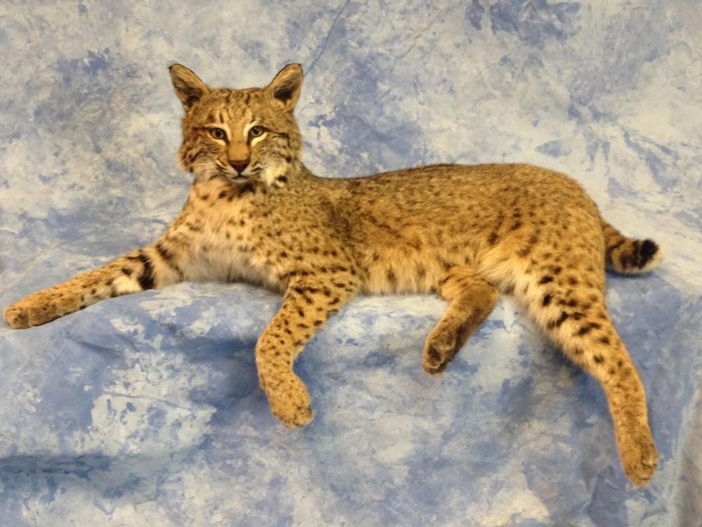 Mountain Man Enterprises - taxidermy in West Olive, MI