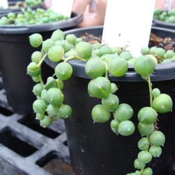 Hoffmann Hillermann Nursery & Florist - Houseplants available at Hoffmann Hillermann Nursery & Florist