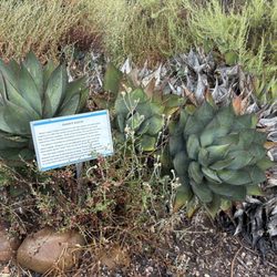 Point Loma Native Plant Garden