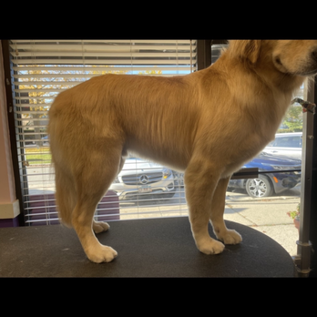 Cr8 Tive - Pet Groomers Near Me Cr8 Tive - Pet Groomers Near Me