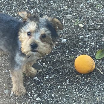 Chris Dog Grooming - My dog playing with a orange - Pet Groomers Near Me - Los Angeles, California Chris Dog Grooming - My dog playing with a orange - Pet Groomers Near Me - Los Angeles, California