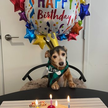 Mishka - Pet Stores Near Me - San Francisco, California