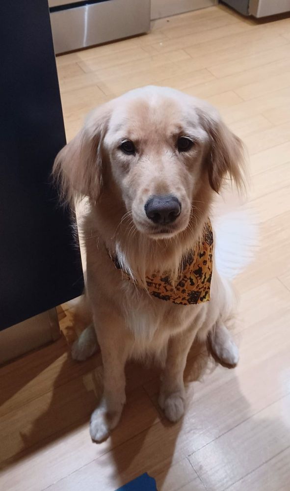 SOPHIE & TEDDY’S GROOMING SALON Updated September 2024 67 Photos & 87 Reviews 6275 Dry