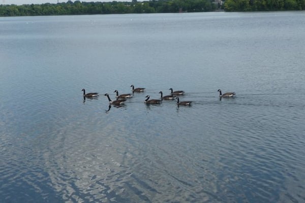 Fresh Pond by null