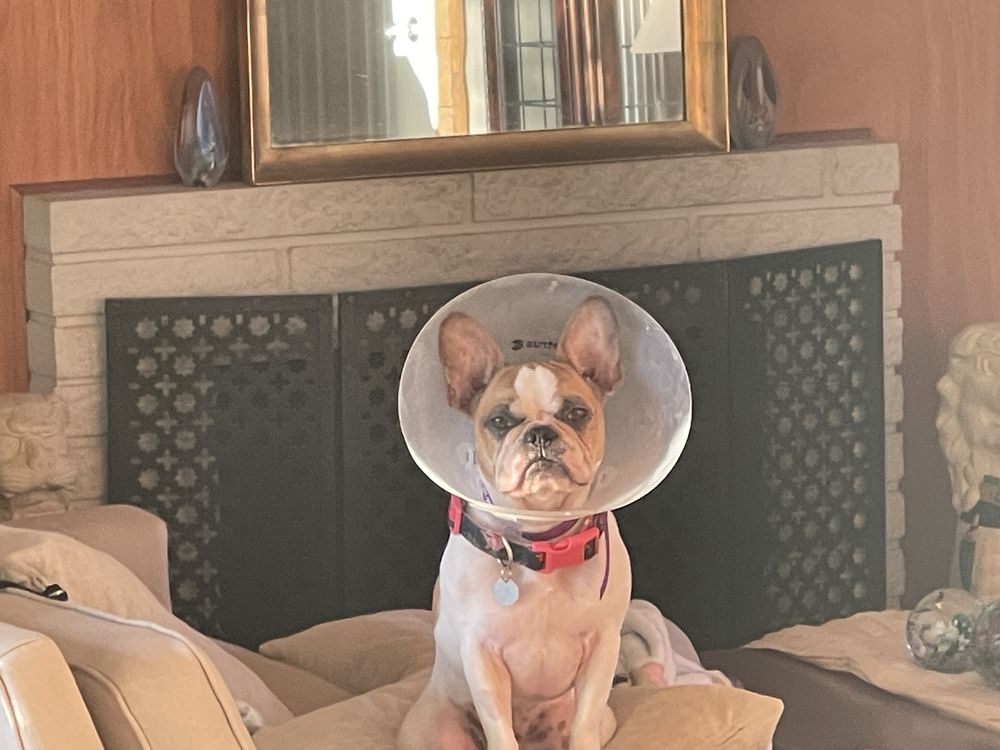 NORTHWEST ANIMAL EYE SPECIALISTS Updated October 2024 13 Photos