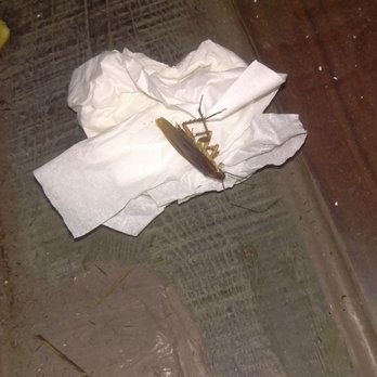 Knowlwood - We found a cockroach in the corner of the restaurant. - Burgers Near Me - Irvine, California