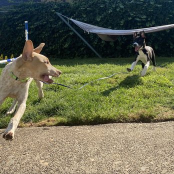 Frolic Dog Training - Puppy friends Sandy & Harper playing a game of chase - Pet Training Near Me Frolic Dog Training - Puppy friends Sandy & Harper playing a game of chase - Pet Training Near Me