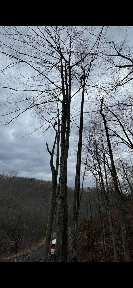 Hot Rod Tree Service - tree service in Danville, WV