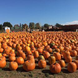 Liepold Farms