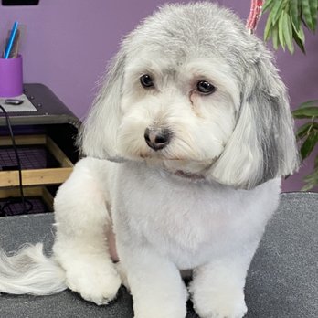 Four Paw Spa Grooming - Pet Groomers Near Me Four Paw Spa Grooming - Pet Groomers Near Me