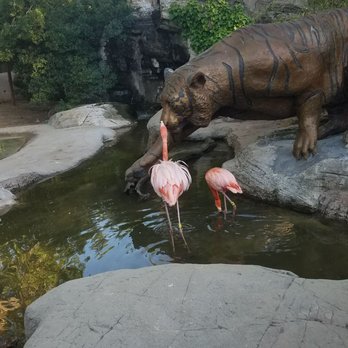 Central Coast Zoo - The flamingos at the entrance with the iconic tiger statue. - Zoos Near Me - Atascadero, California Central Coast Zoo - The flamingos at the entrance with the iconic tiger statue. - Zoos Near Me - Atascadero, California