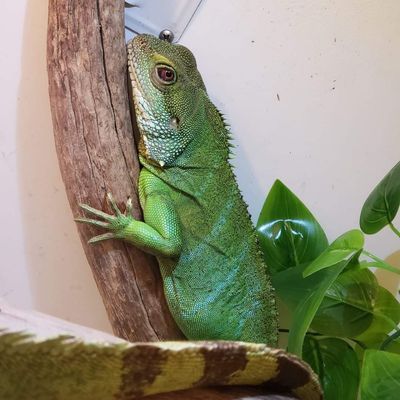 GLASS CITY EXOTICS EXPO - 38 Photos - Toledo, Ohio - Reptile Shops - Yelp