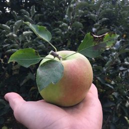 Lovely mistu apple